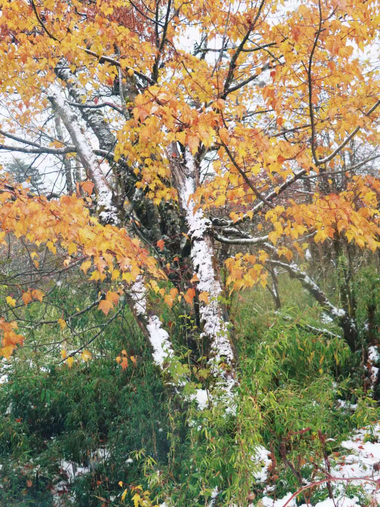 1762494836525502.jpg 4a8632e31ef207c763f9b247dd2e8e6.jpg