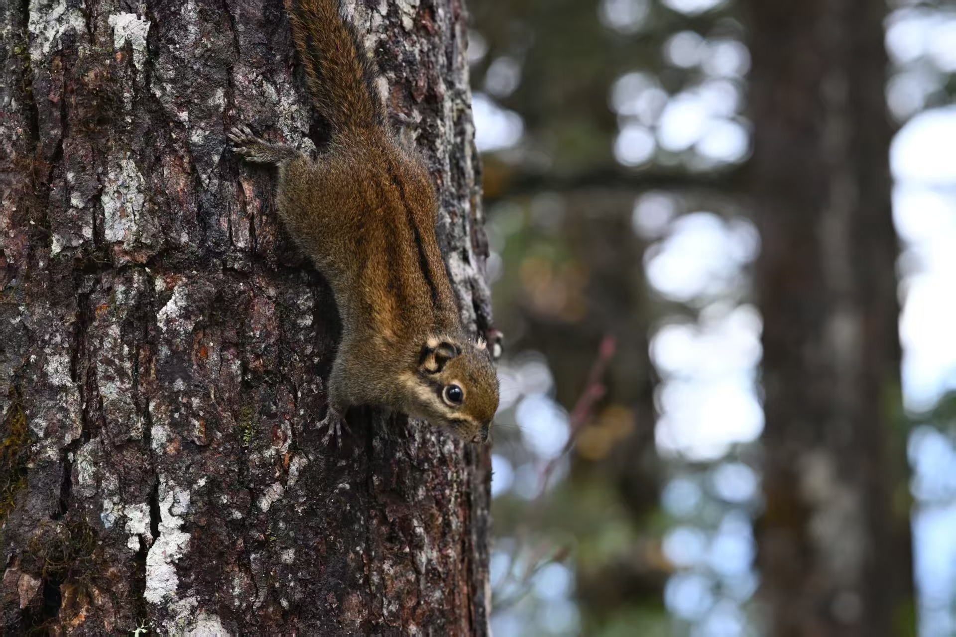 1762658354757182.jpg 微信图片_20251109111835.jpg