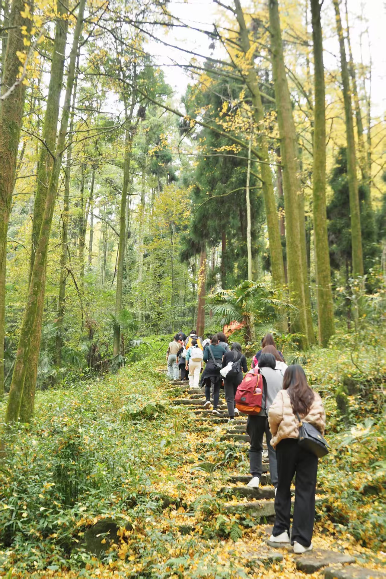 1762935388308737.jpg caae70885da7c865471e85806492253.jpg