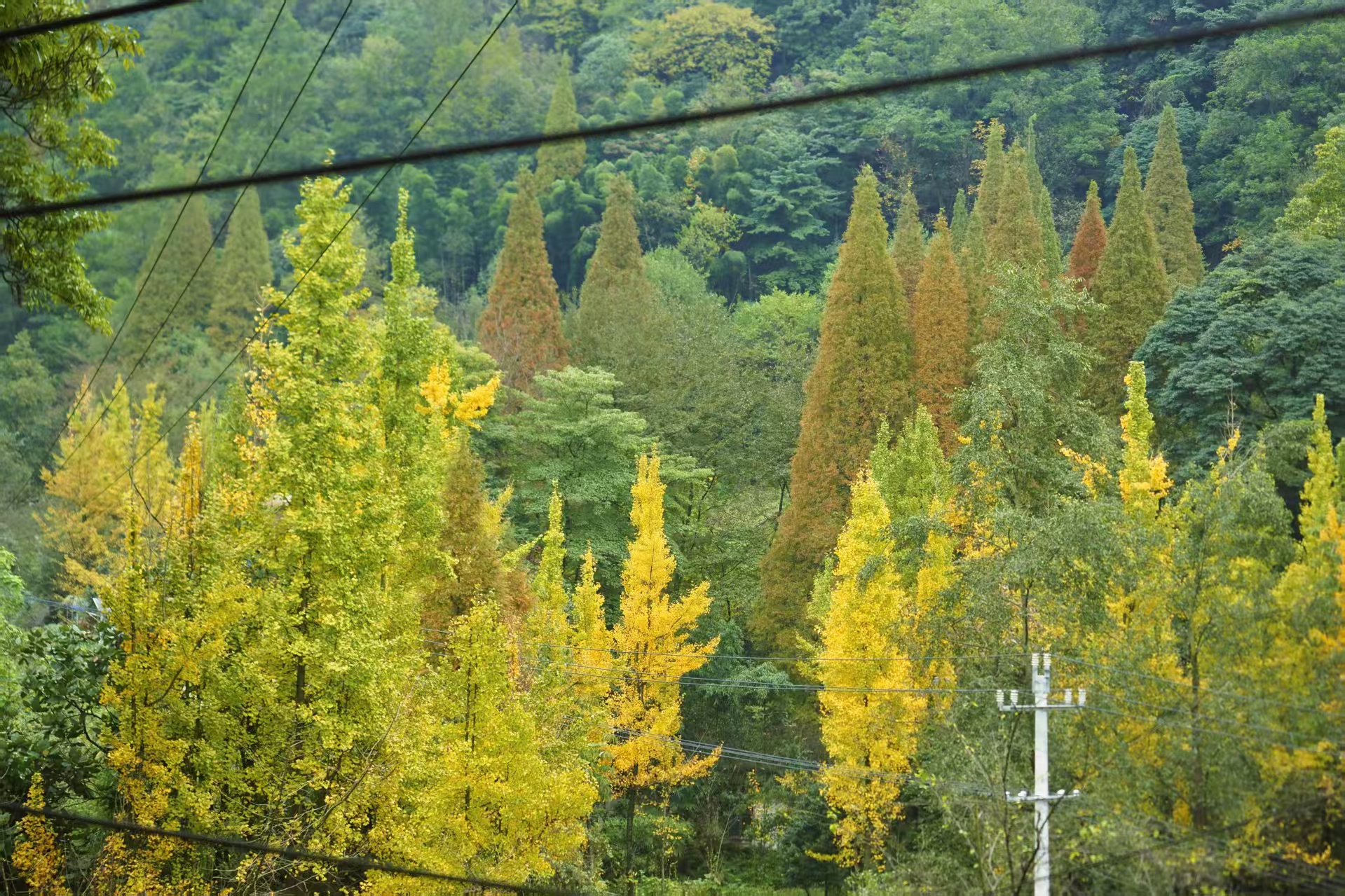 1762935399868889.jpg 19f2edd5a4a1d508af84876a7a22407.jpg