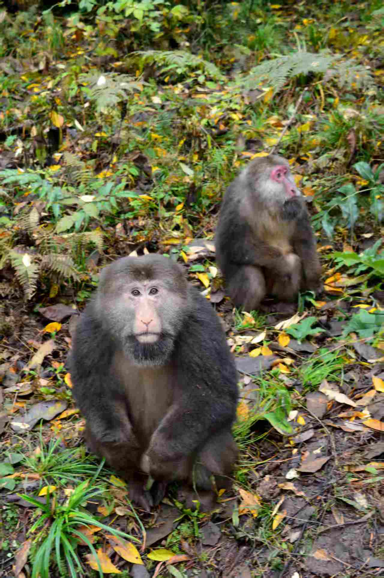 1763000232847319.jpg 42d1e192108b71bc76c6782cd439235.jpg