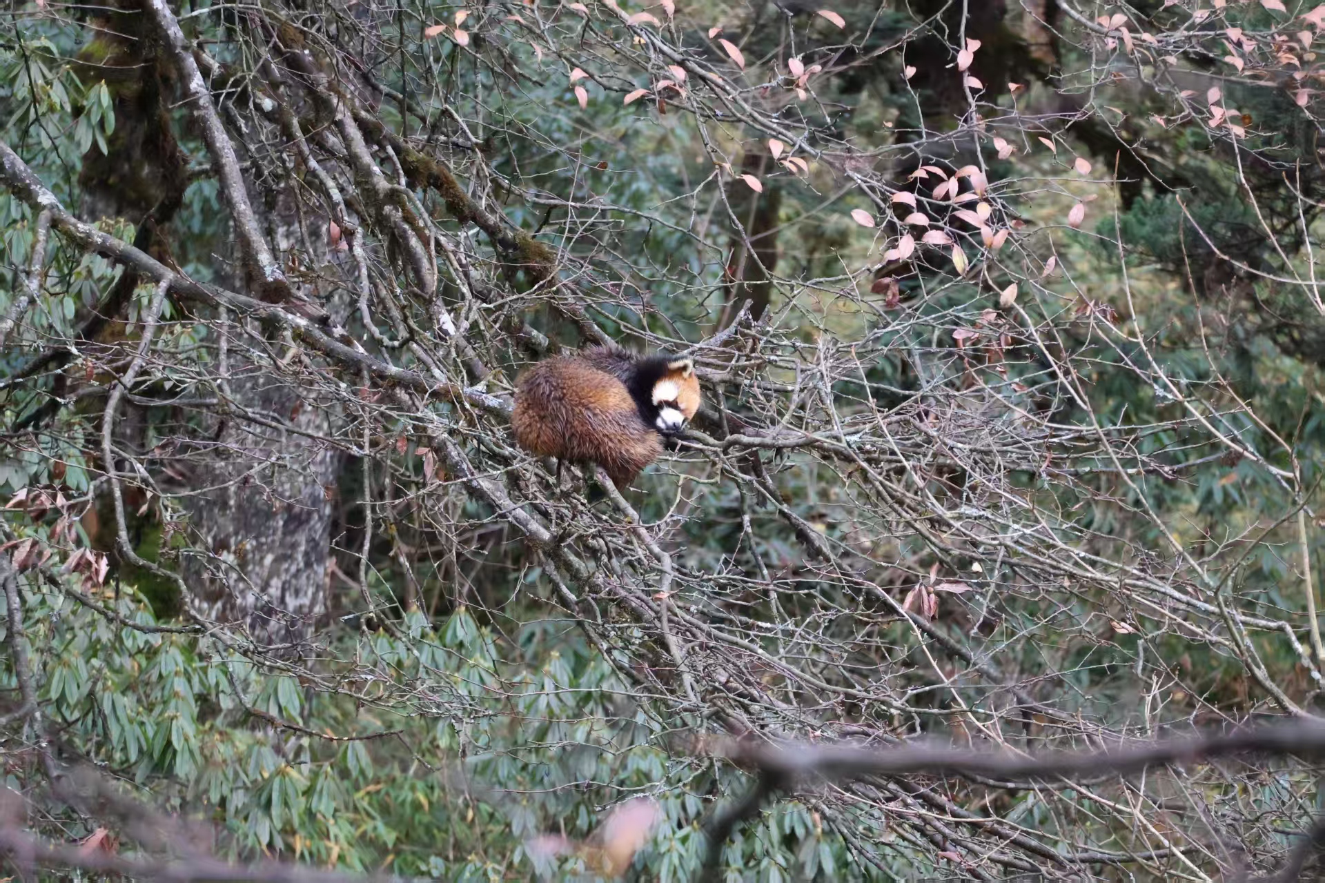 1763255520490019.jpg 微信图片_20251116090854.jpg