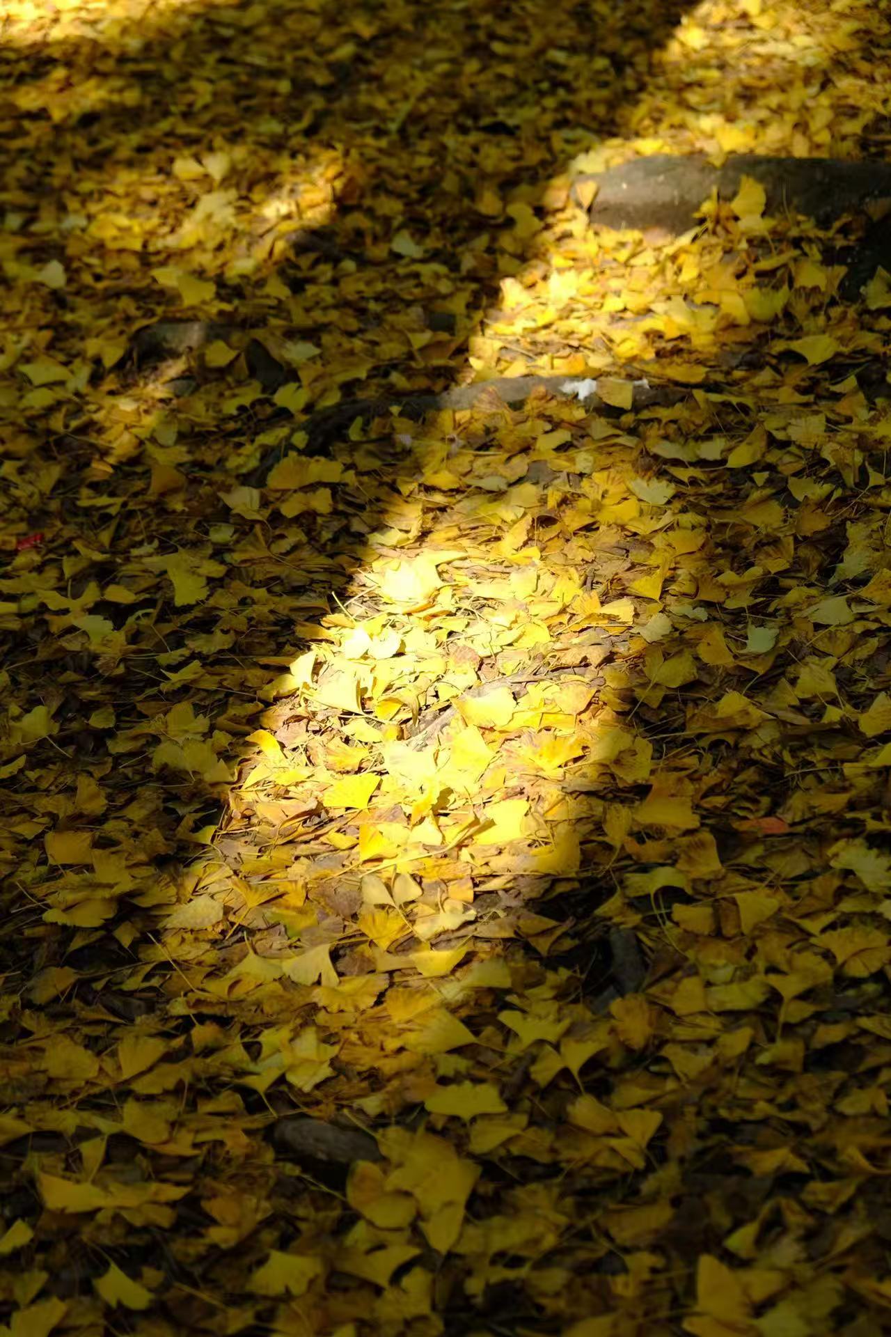 1763255981437886.jpg 微信图片_20251116091837.jpg