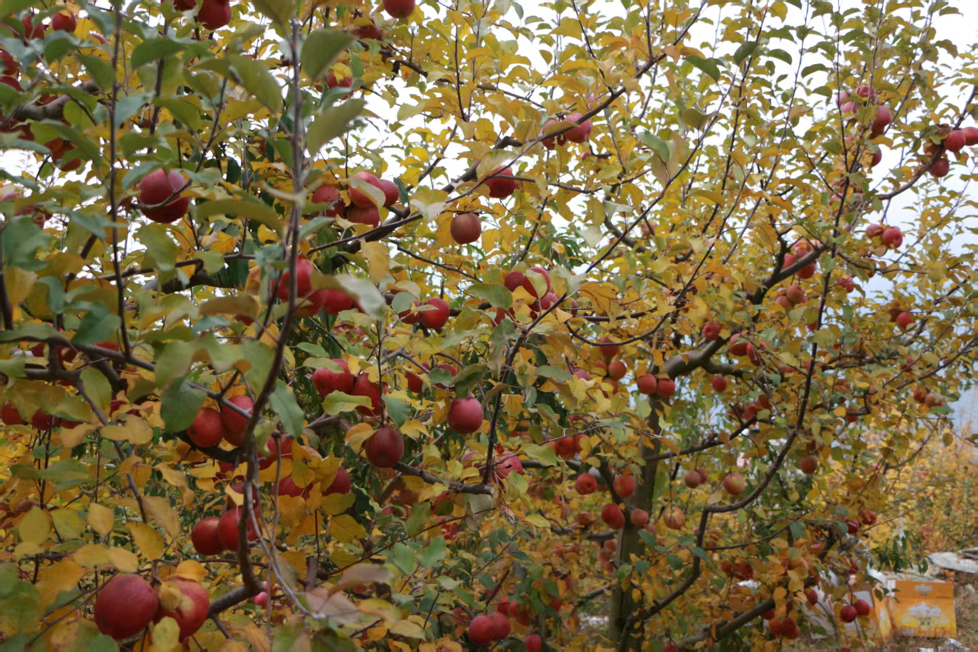 1763345162691317.jpg 83c0ed204d9621063ea33ec5fecac33.jpg