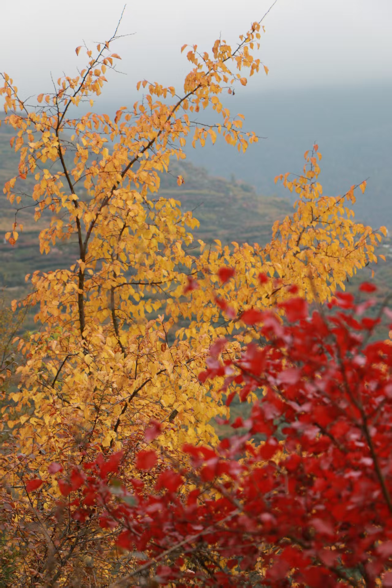 1763345194290509.jpg 036f5940212d4faaad1998c13581090.jpg