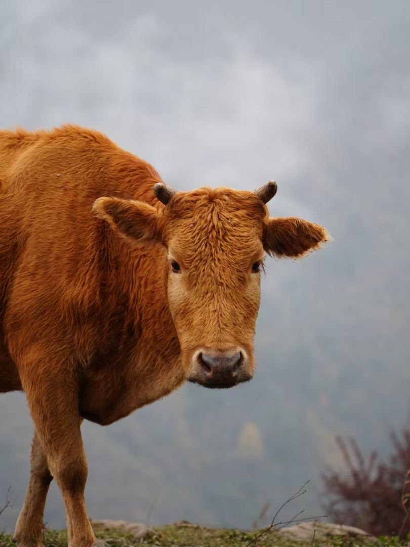 1763346135654457.jpg 823e97ef1718d3cf2fcc33d8471e907.jpg