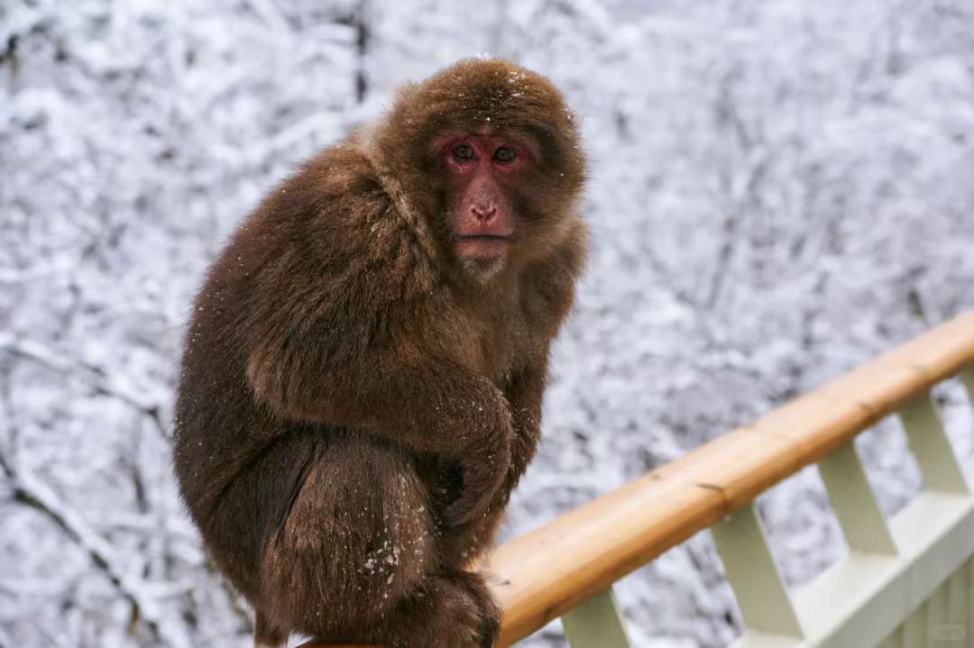 1763698404899376.jpg e5b7247f9fe761b81f341a57db8afda.jpg