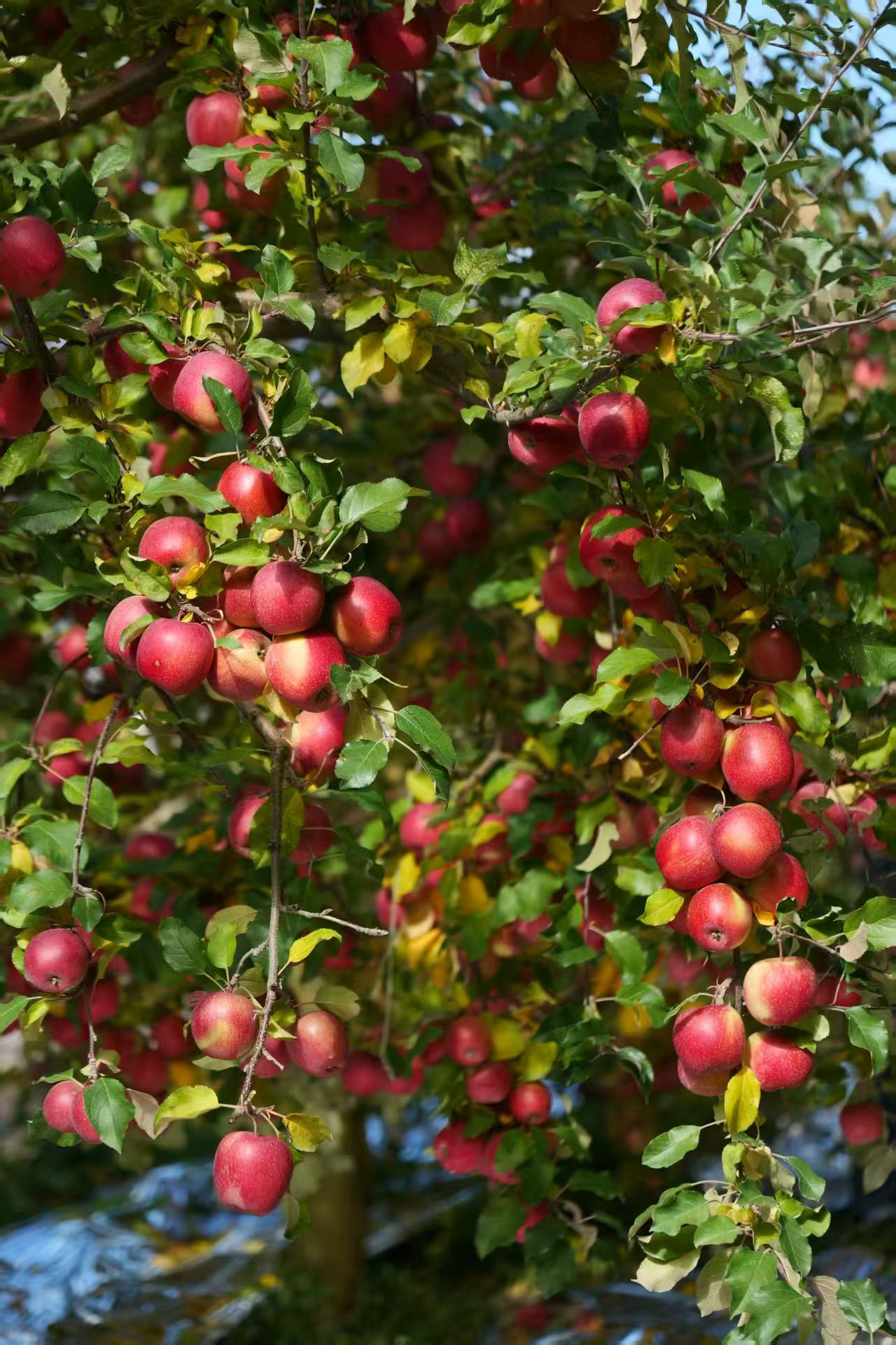 1763860841706954.jpg 微信图片_20251123092006.jpg