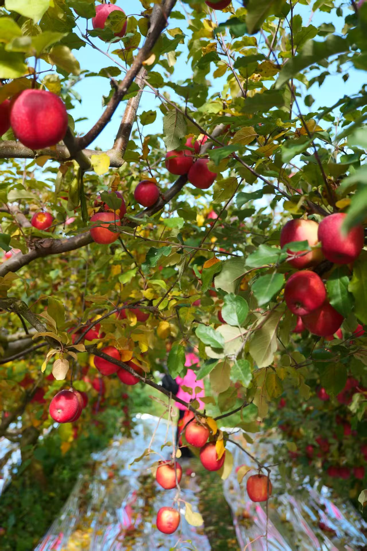 1763860844415706.jpg 微信图片_20251123092004.jpg