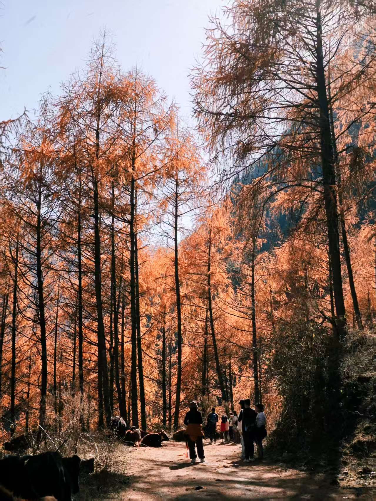 1764555433904675.jpg e53ba3a32261ae5e95e3415347afd48.jpg