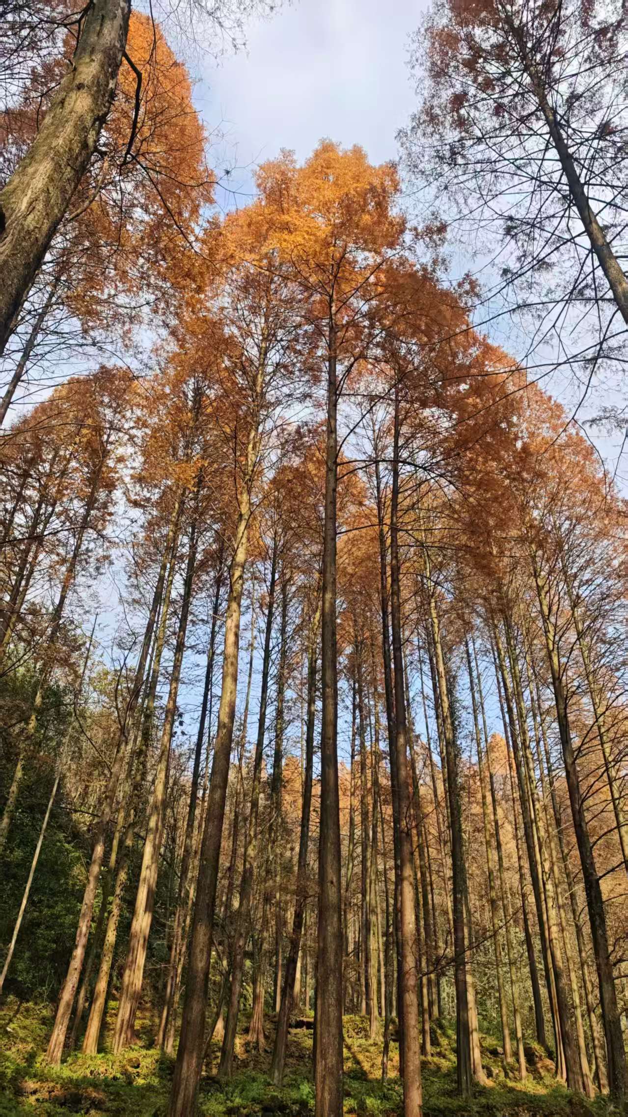 1764578982582197.jpg bcbf4f190d6845f4d7cd1fa2a0254c6.jpg