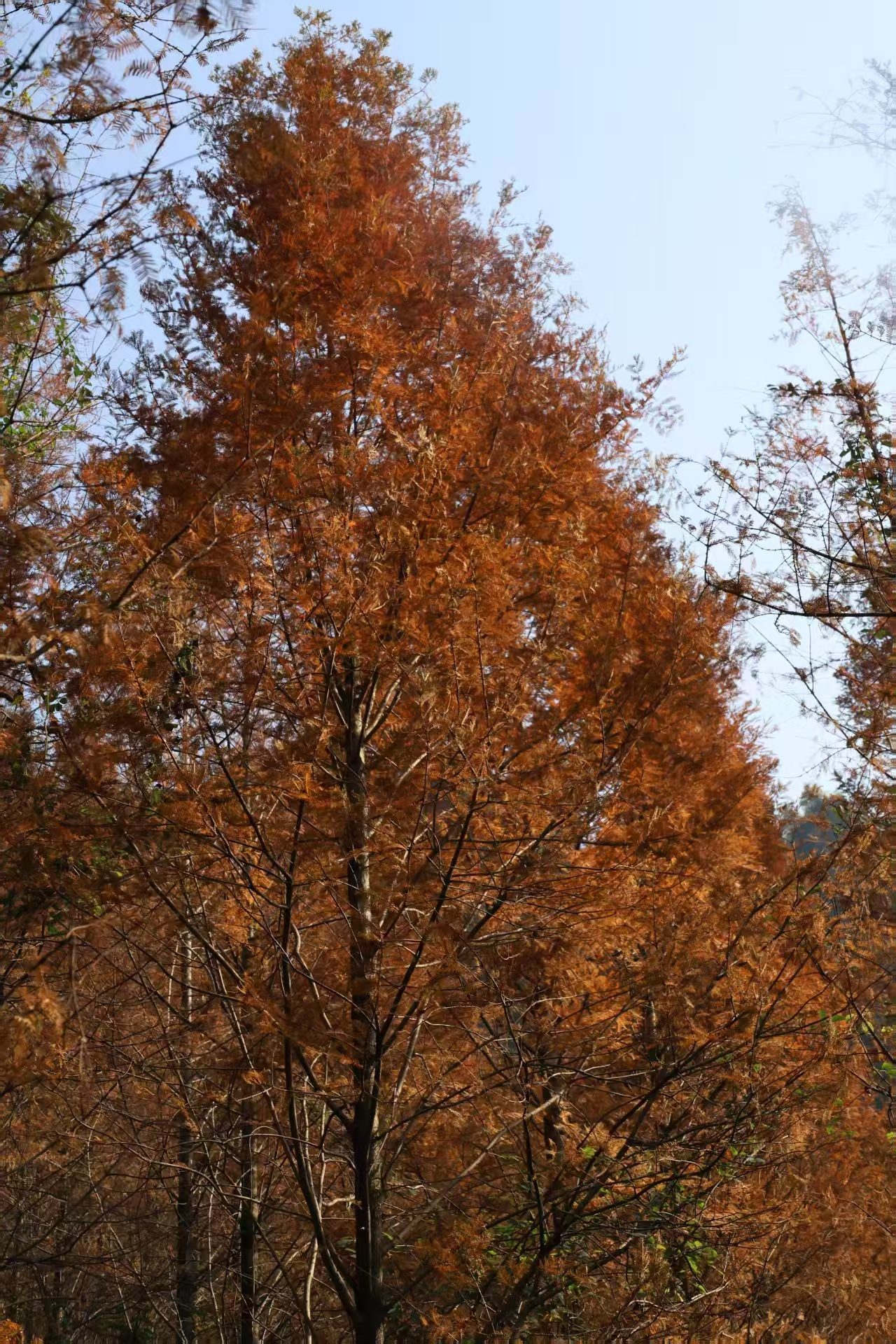 1764900403316366.jpg 微信图片_20251205100517.jpg