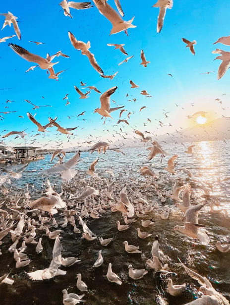 1768805362395357.png 52a9690f1c1aa39953b4c998db207a7.png