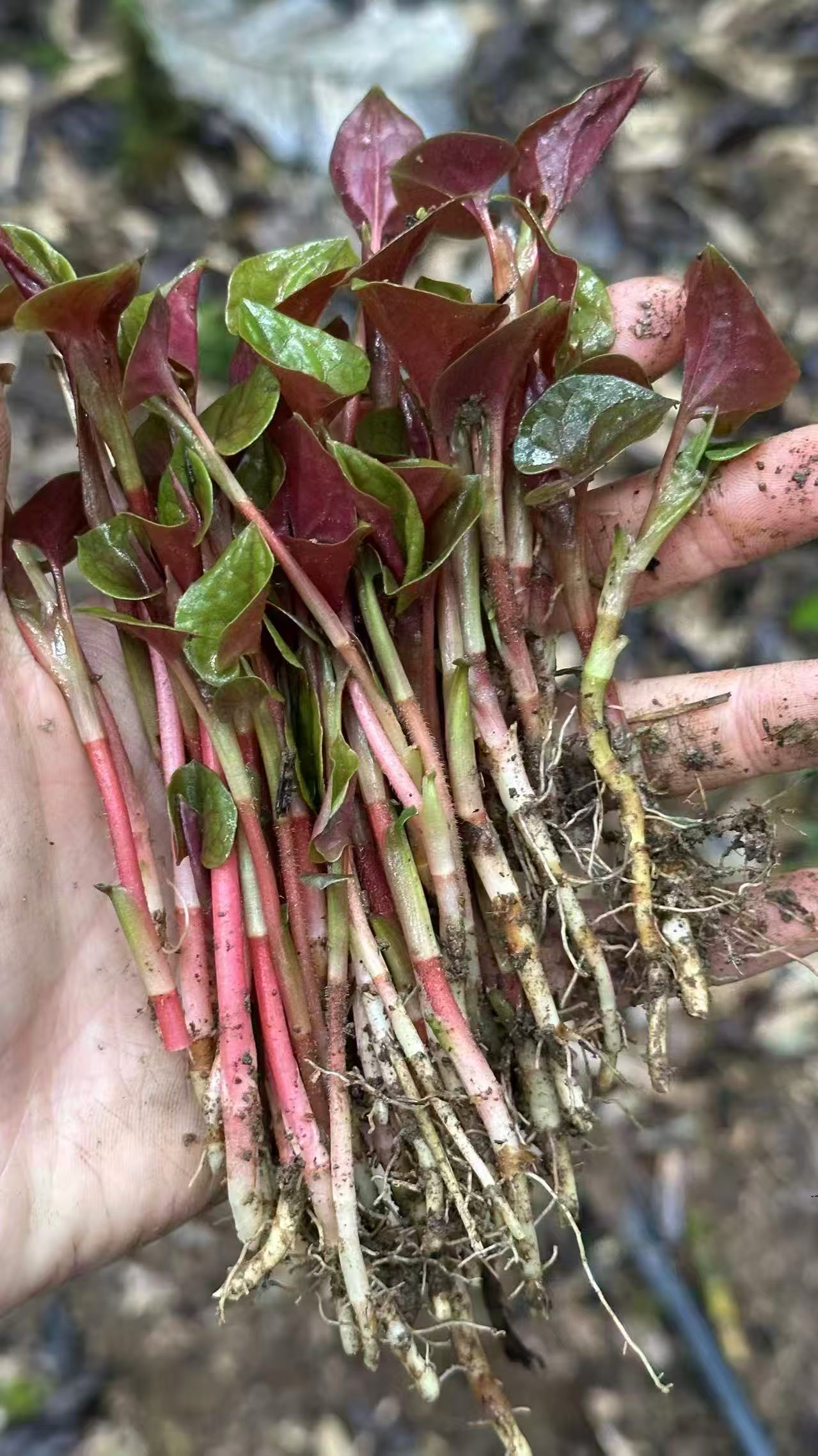 1773019807714788.jpg 微信图片_20260309092755.jpg