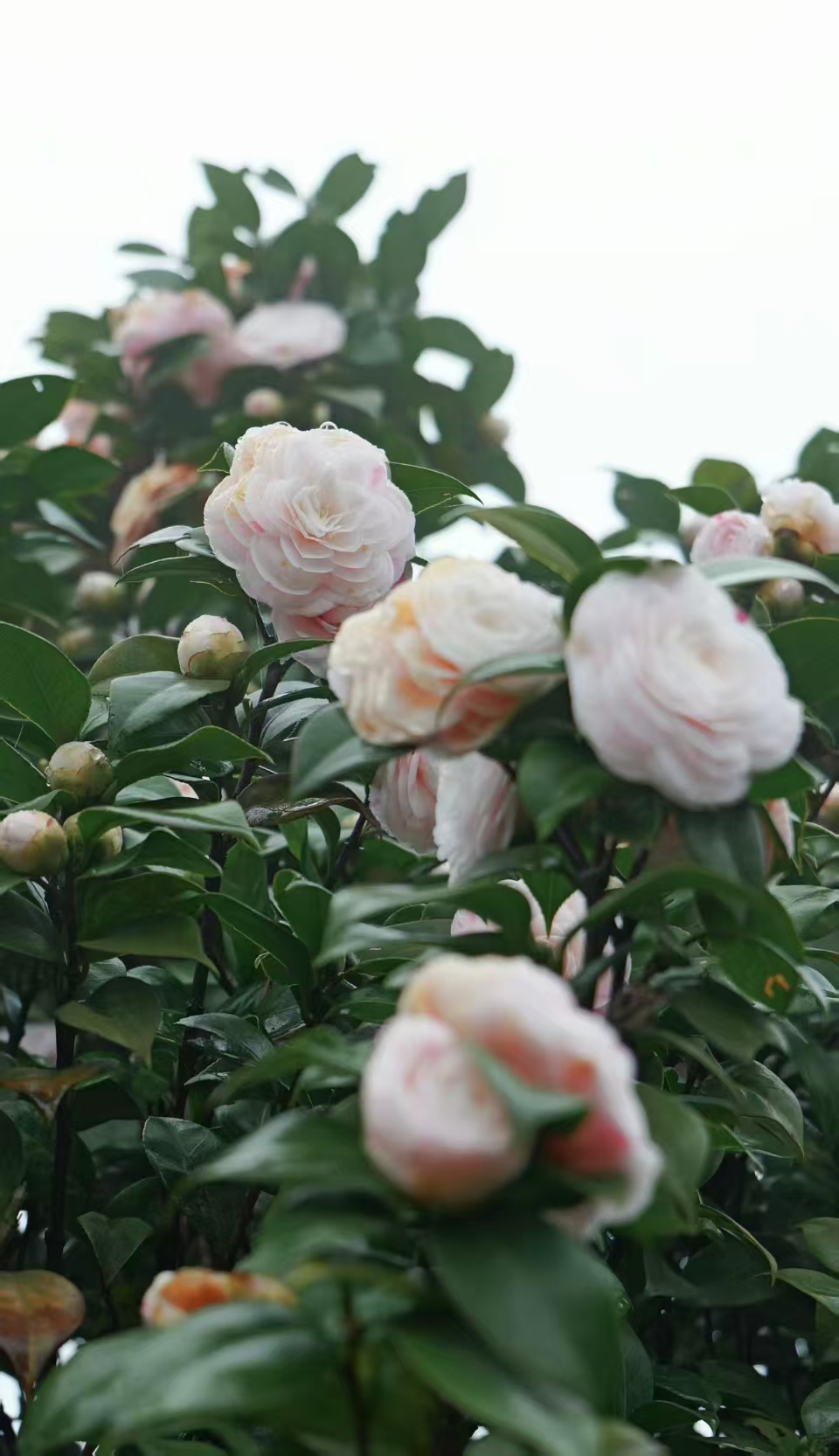 1773020071335832.jpg 微信图片_20260309092641.jpg