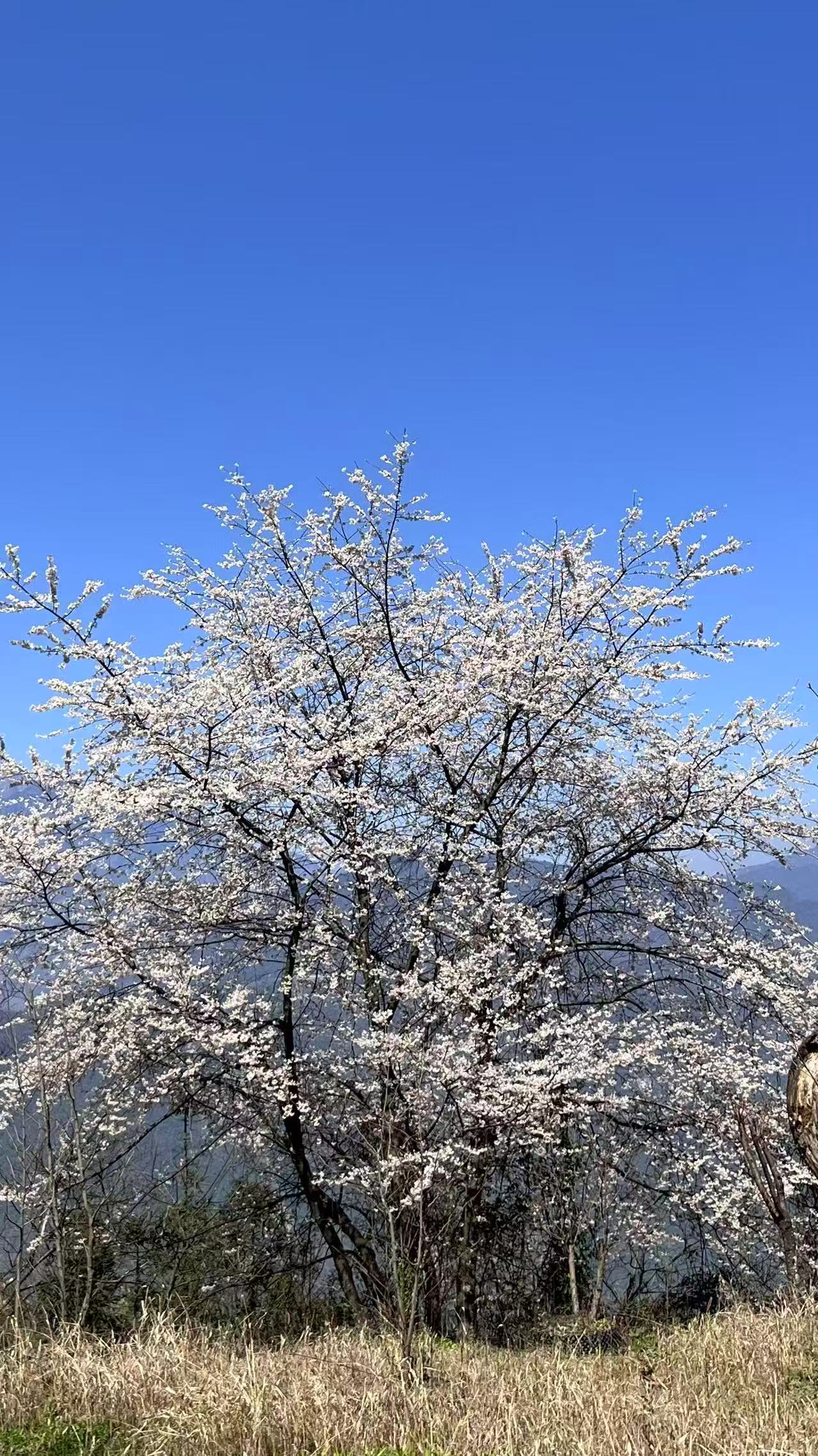 1773279884372932.jpg 微信图片_20260312094222.jpg