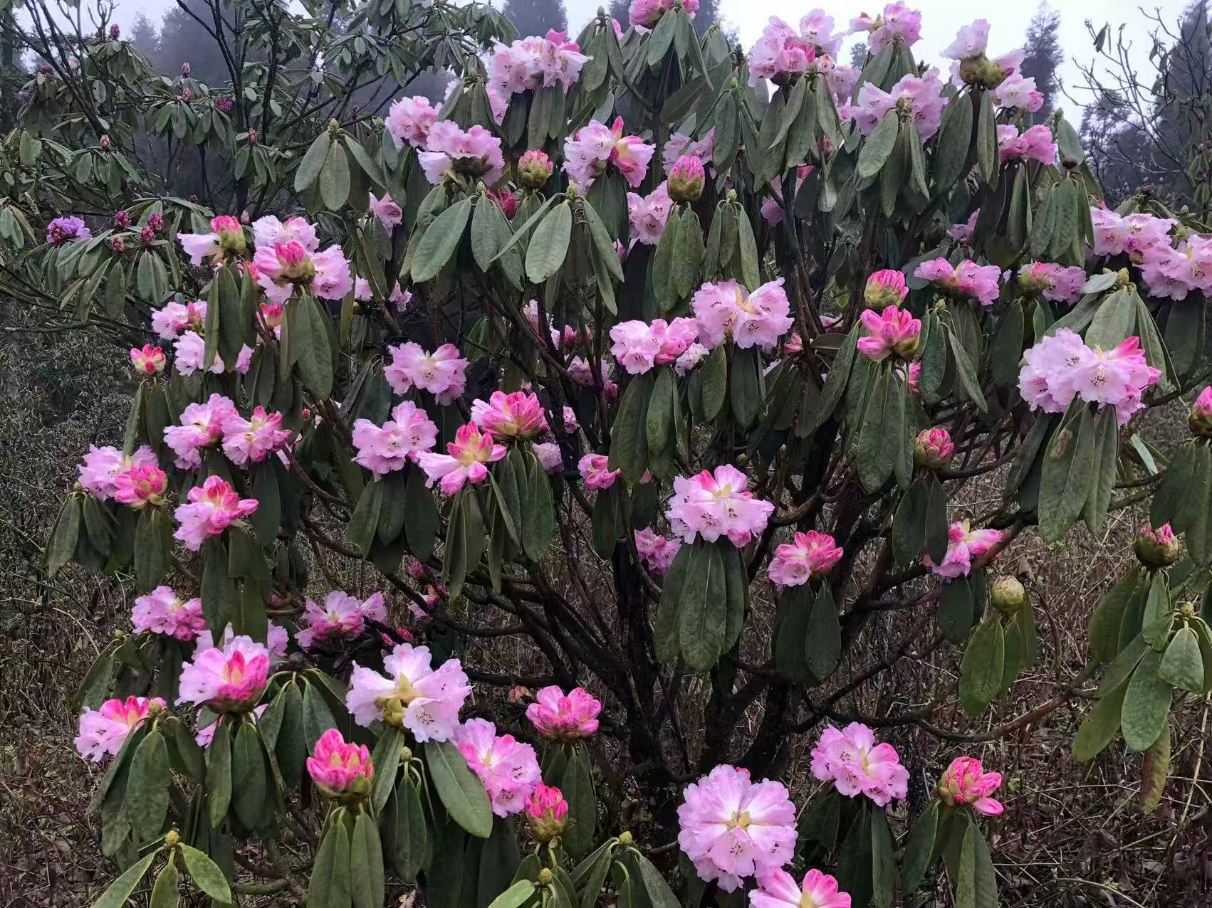 1773623279726387.jpg 微信图片_20260316090338.jpg