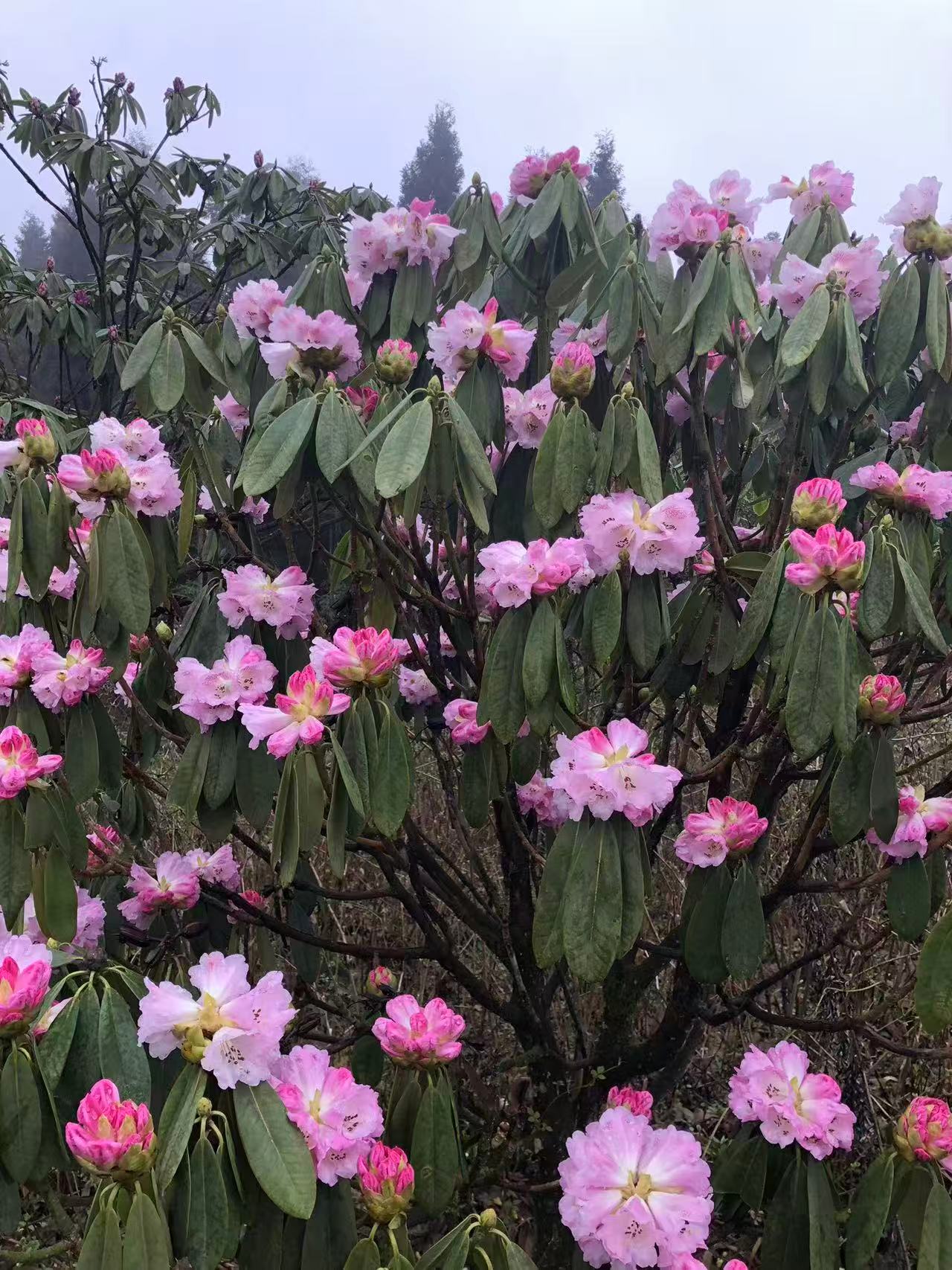 1773623282318160.jpg 微信图片_20260316090336.jpg