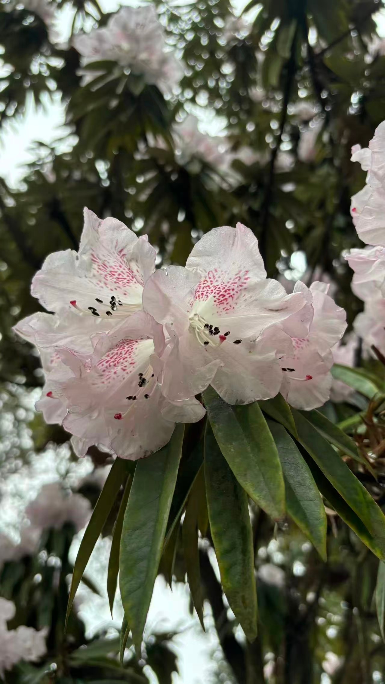 1773623424316136.jpg 微信图片_20260316090258.jpg