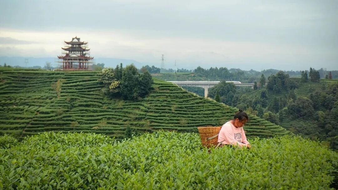 1773645940498031.jpg 11.jpg