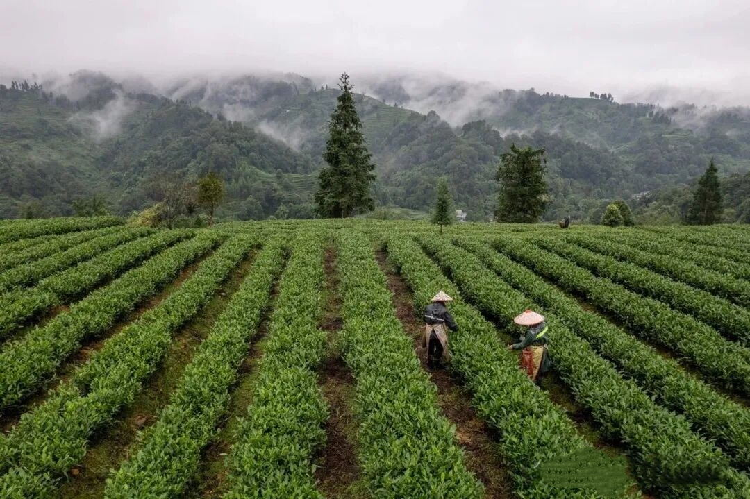 1773645943509332.jpg 12.jpg