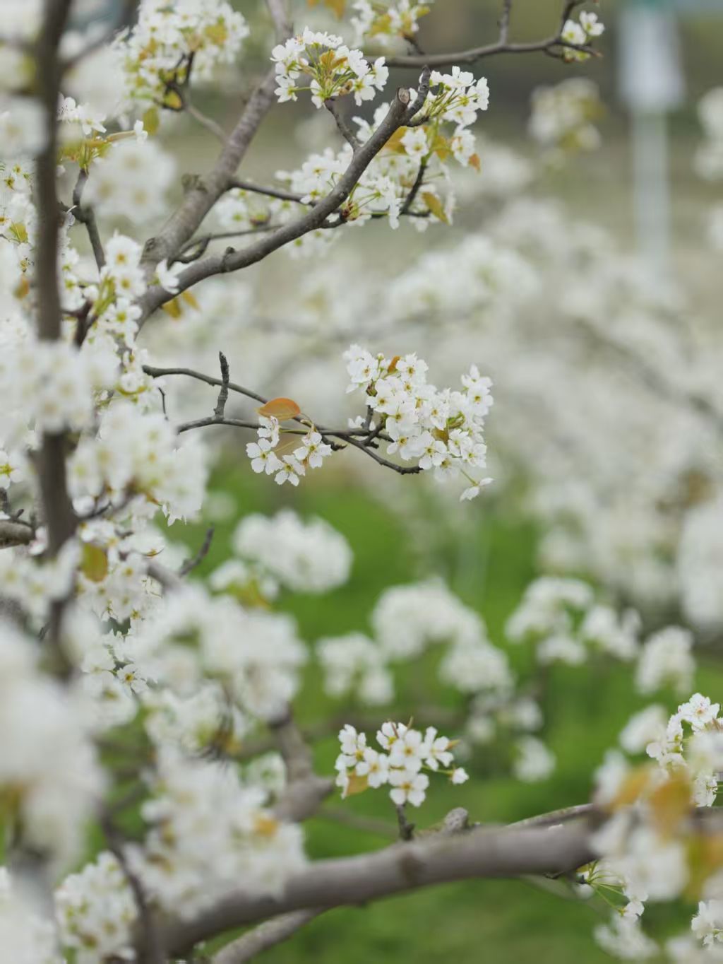 1774060334921362.jpg e0e672653fae4d472fe7cd5ecb75774d.jpg