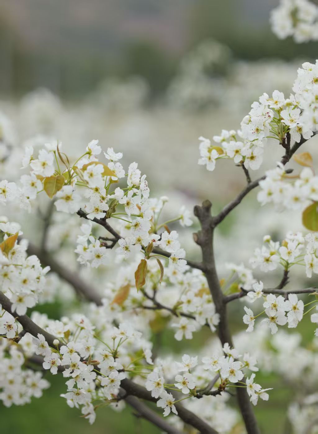 1774060378650251.jpg 6dafe8bbd6a10c2cd4c8d565c5484fc5.jpg