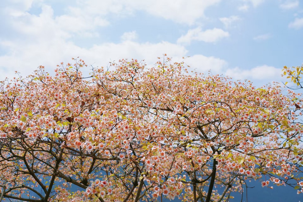 1774514745547848.jpg 849a593ac5a8bdc68bc93601cdde5602.jpg