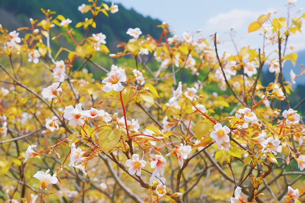 1774514755327870.jpg 5c96bad000286f6a358e23a1ed155ba2.jpg