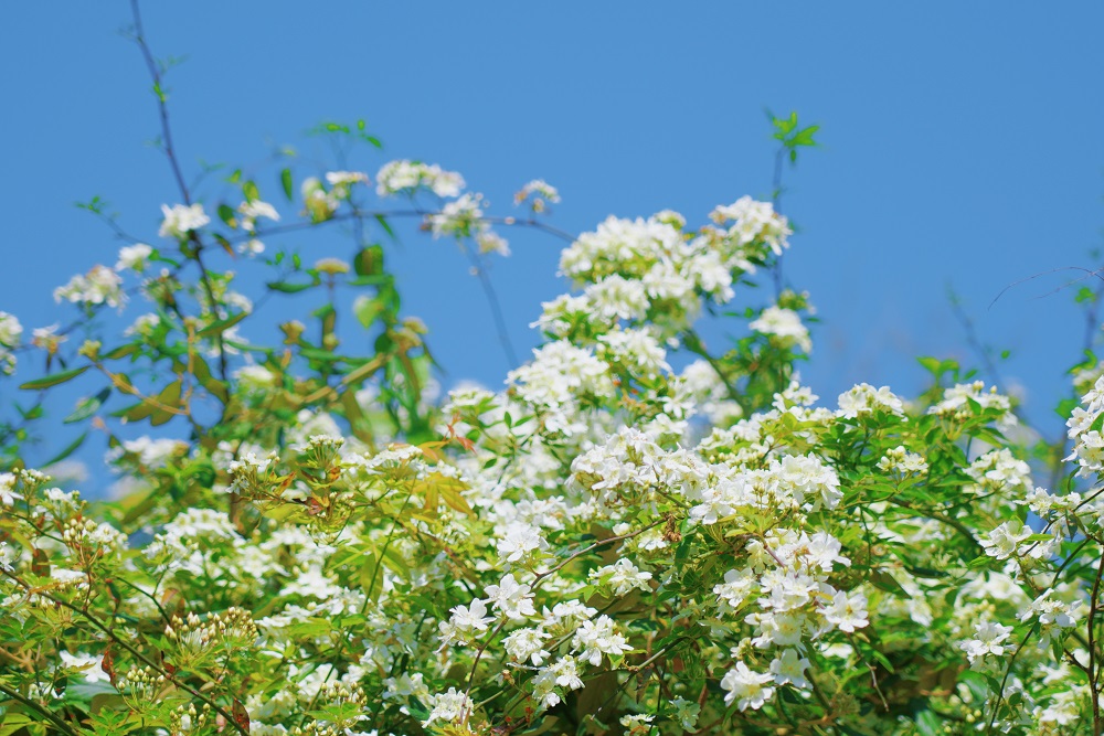 1774514764558847.jpg e1172ca9bfd08b196fe5f94b2a0b3047.jpg