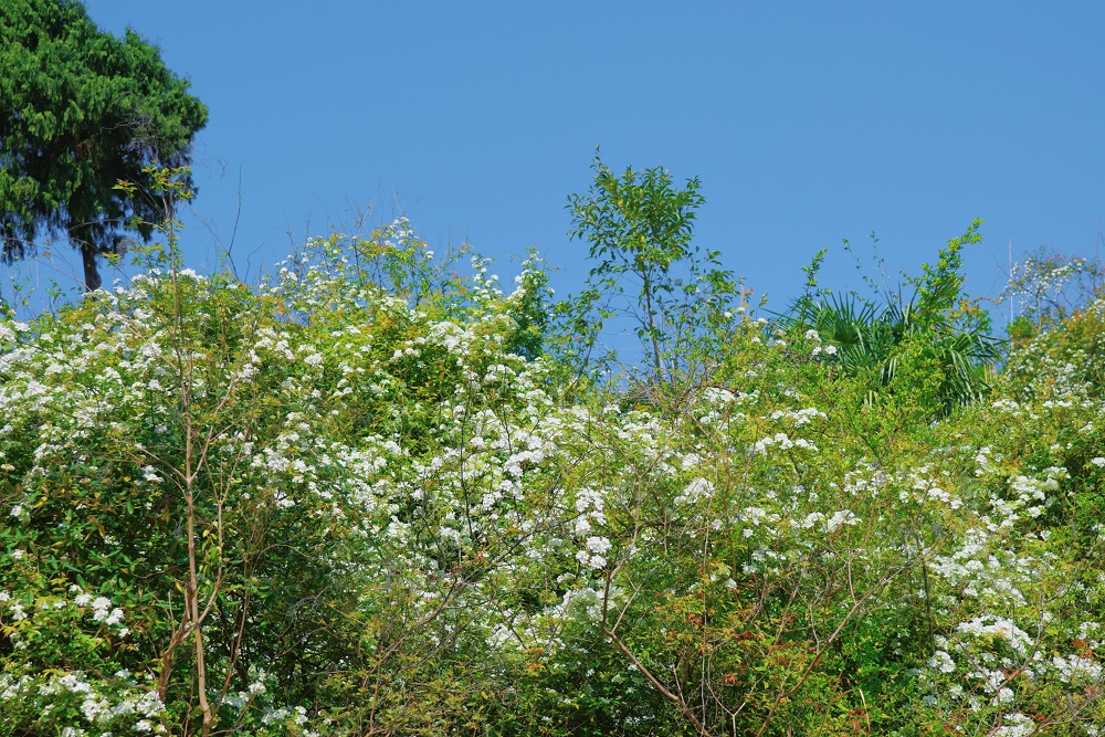 1774514820150414.jpg e45409eb6e1bd6c31c2572c503ec4ee0.jpg