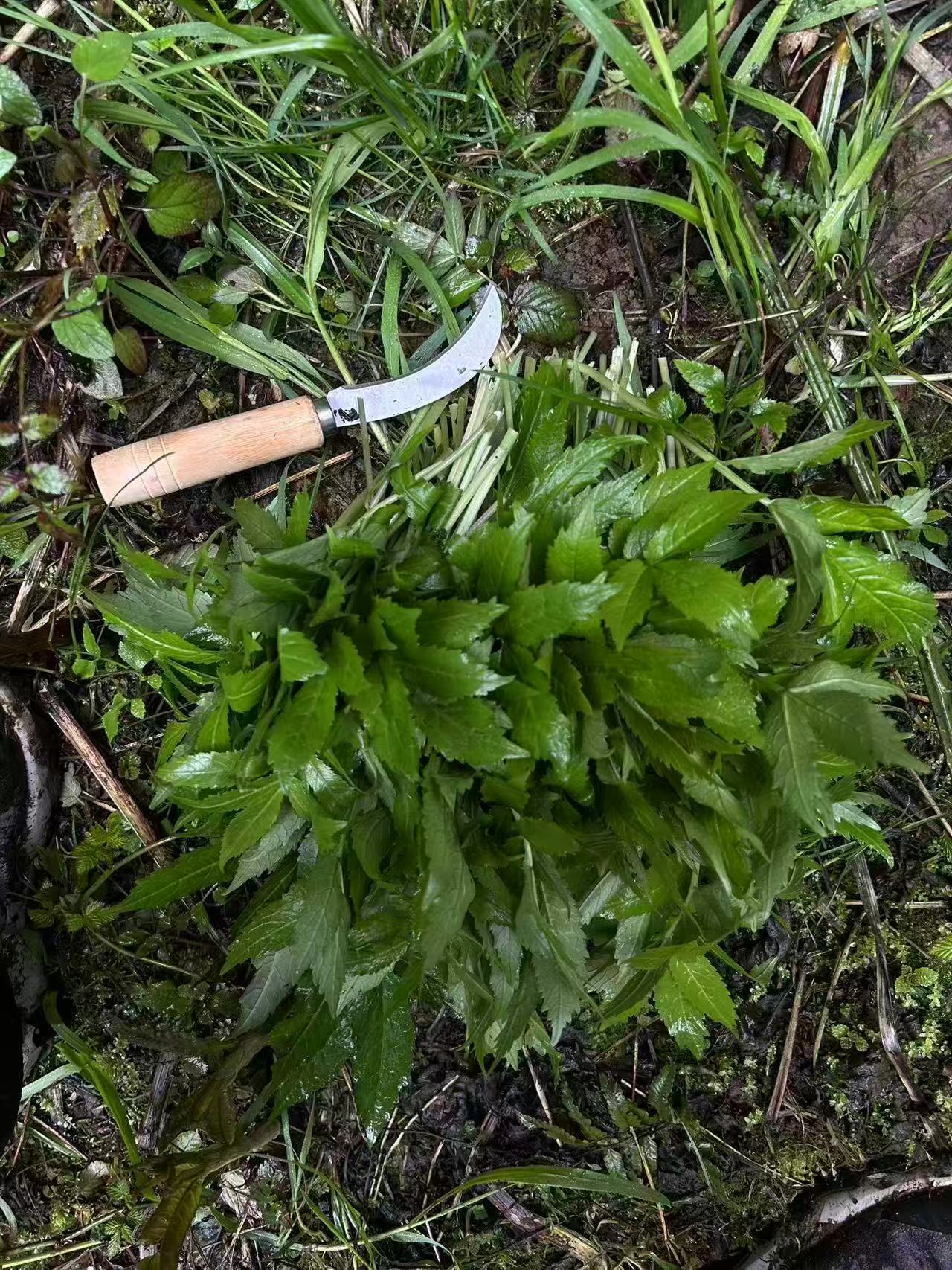 1774837604811619.jpg 微信图片_20260330102615.jpg