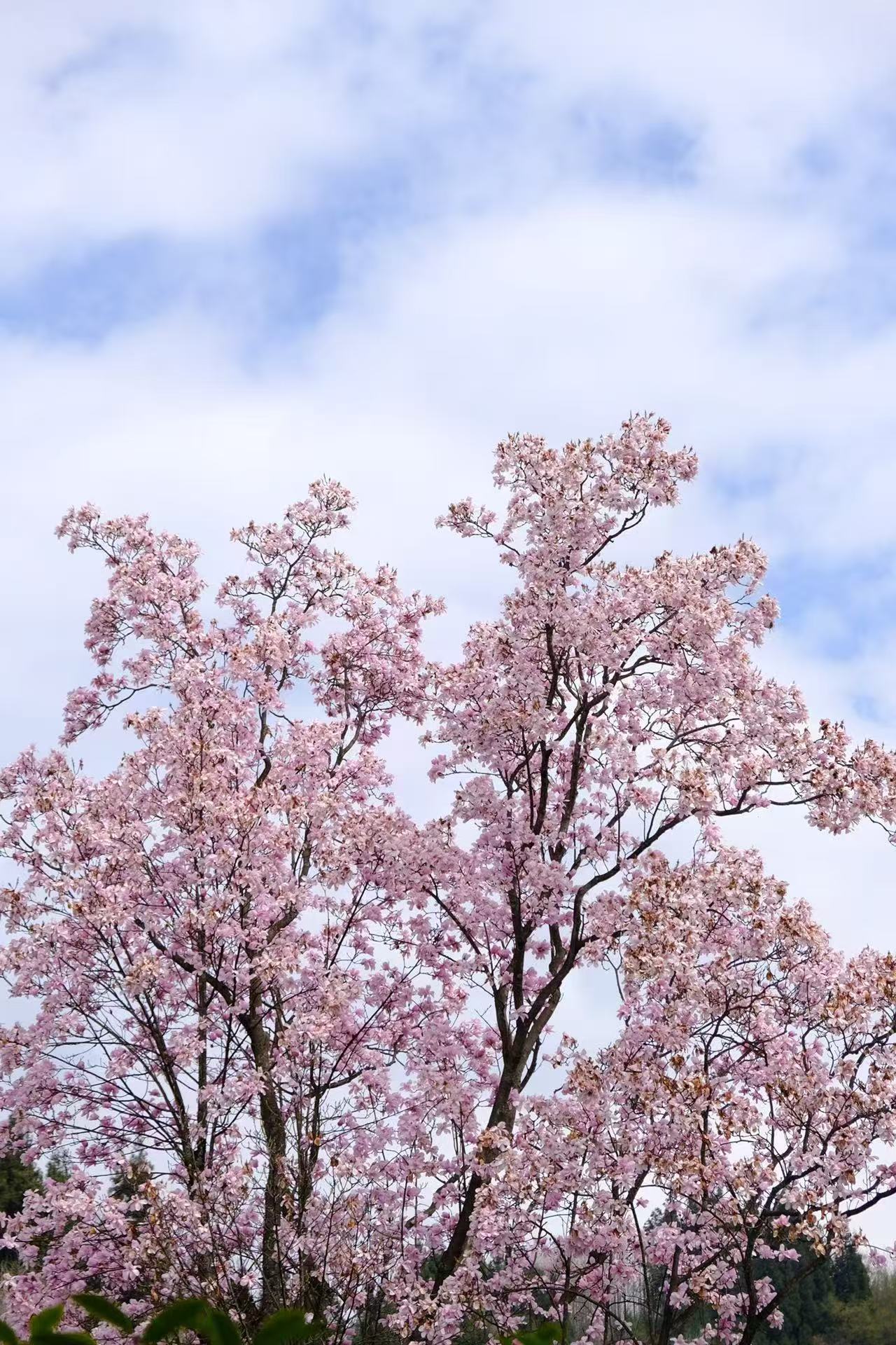 1774837946338821.jpg 微信图片_20260330103141.jpg