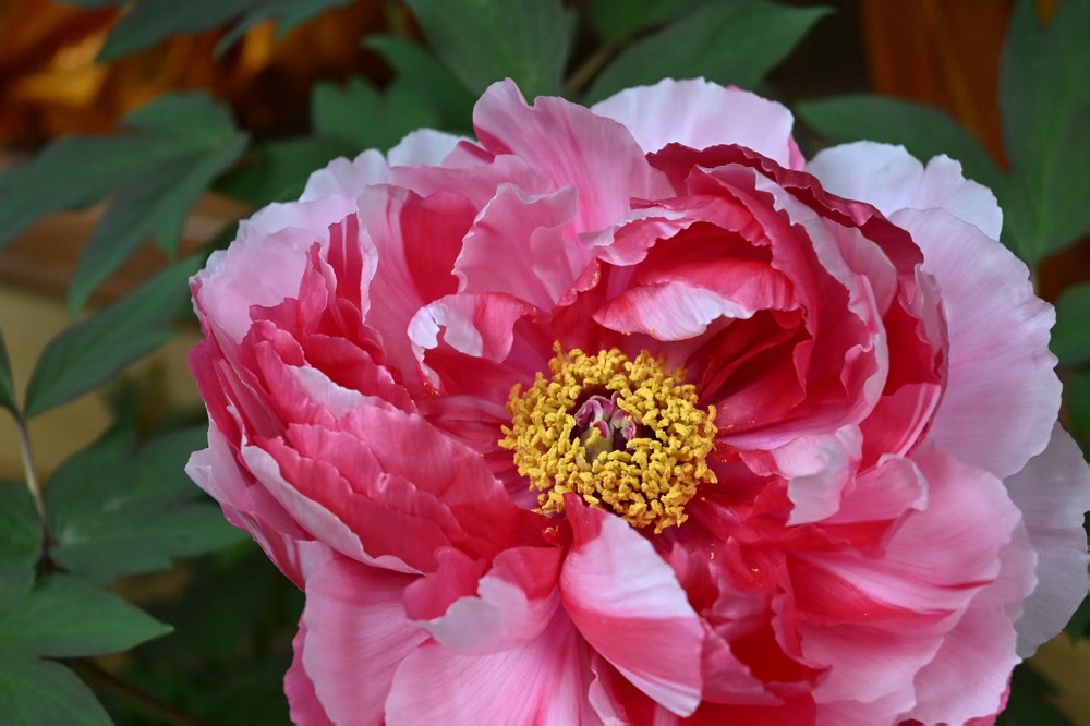 1774839998276502.jpg 28fbe5d8f389431a925c75770e0d665b.jpg