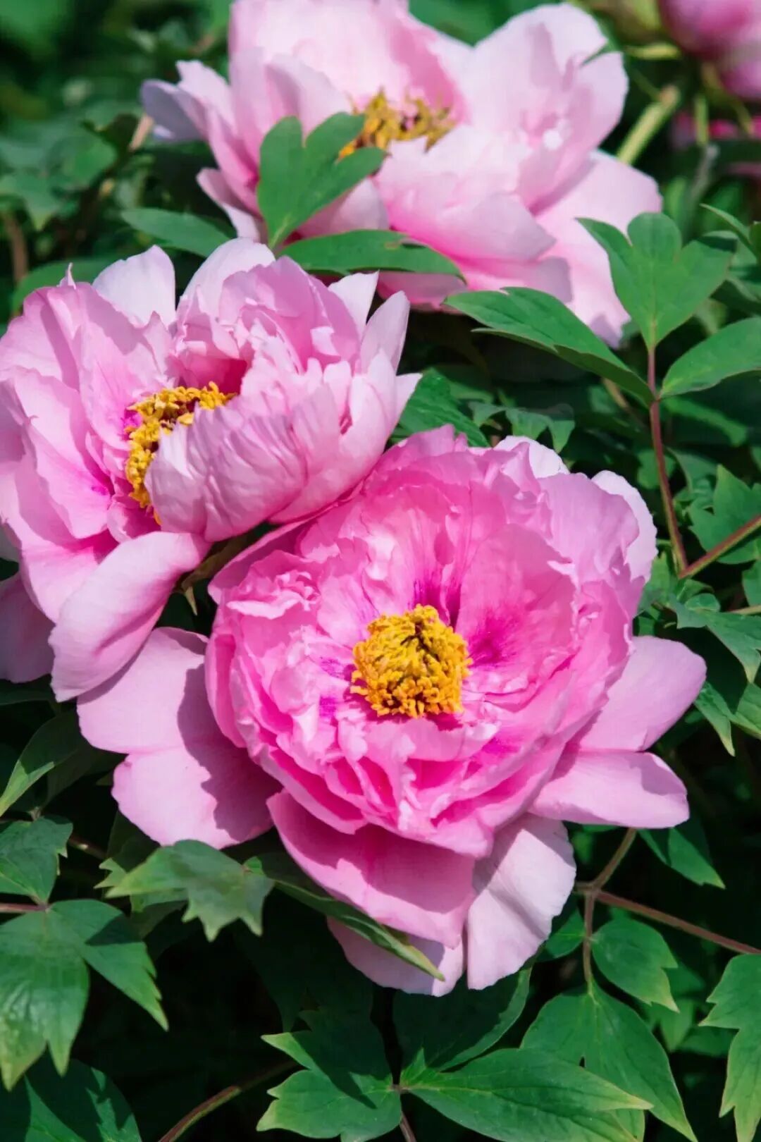 1774862053576980.jpg 640 (5).jpg