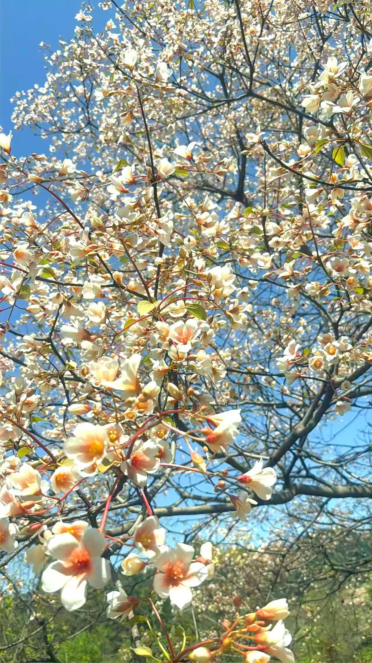 1775003155562315.jpg 微信图片_20260401082508.jpg