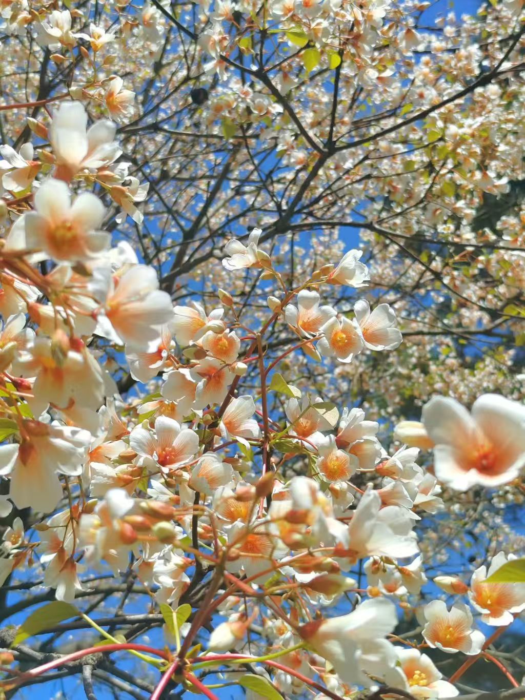 1775003157781820.jpg 微信图片_20260401082510.jpg