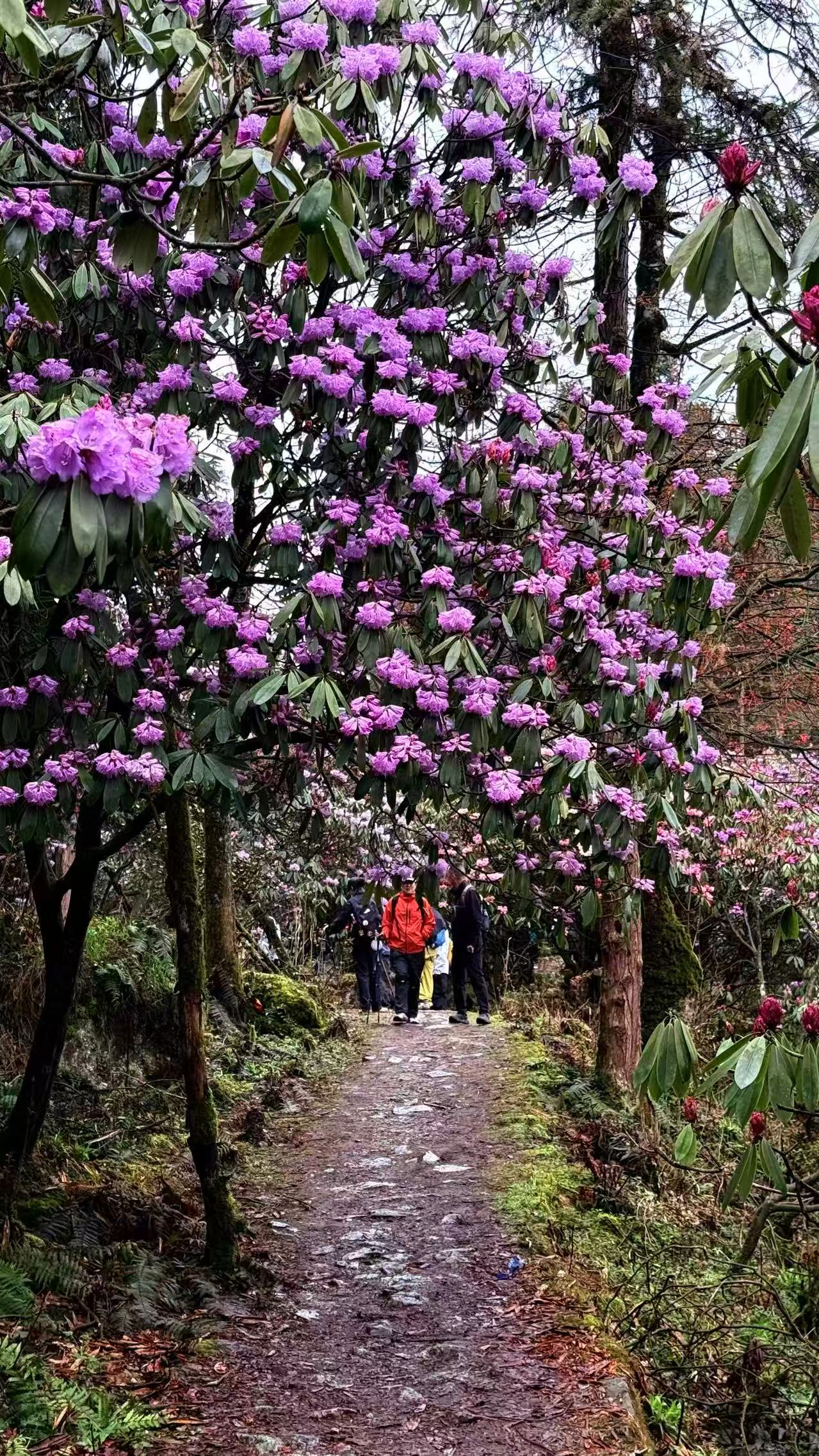 1775955571608791.jpg 微信图片_20260412085743.jpg