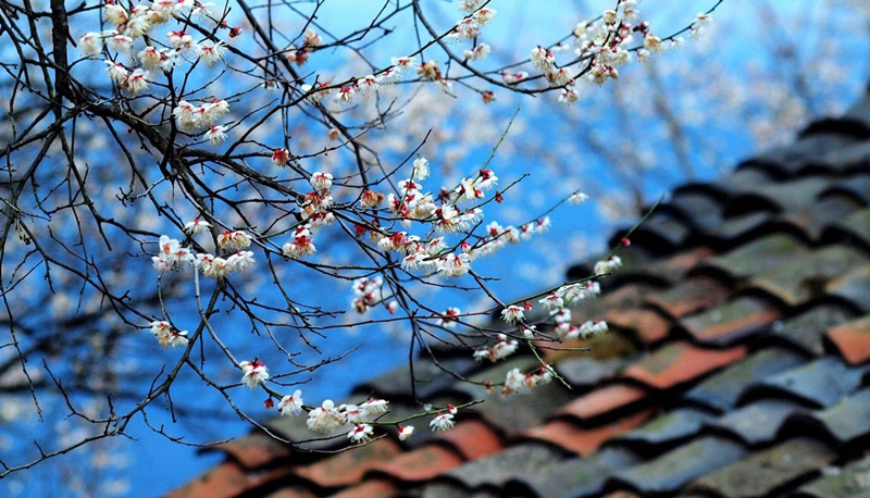 【梅花|平通梅林】落英缤纷满山岗，火塘木屋青梅煮酒