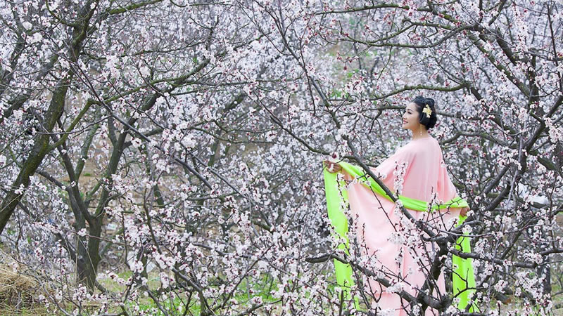 【杏花|杏花村】客家杏花第一村，看一场落英缤纷杏花雨