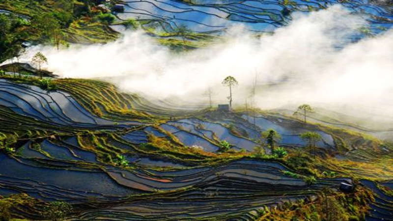 【挖野菜|四峨梯田】走进乡村田野、感受最美农耕弧线，寻觅挖野菜