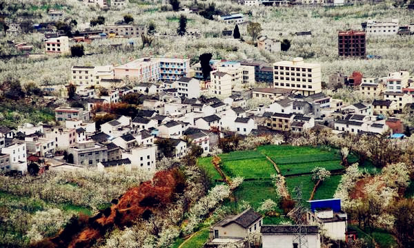 【梨花|阳光九襄】沐浴“阳光城”，赏九襄梨花，品九襄黄牛肉