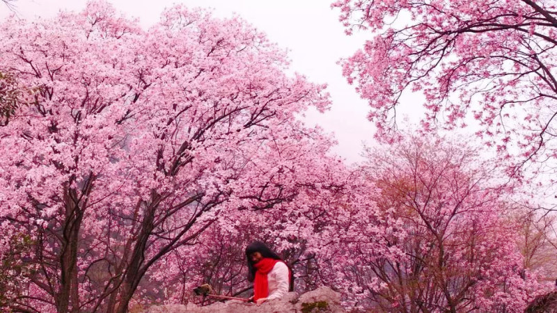 【辛夷花|九皇山花溪景】万亩辛夷花开，香魂漫山，看一望无际的粉红花海