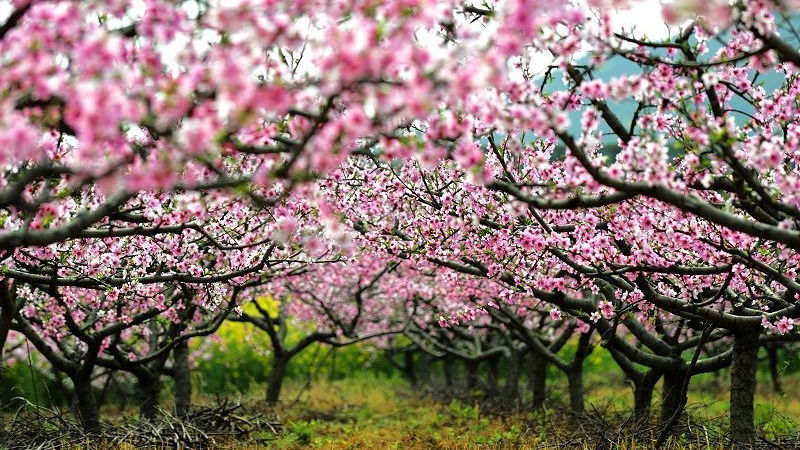 【青林口桃花】灼灼桃花红，十里醉春光！探访岁月老街
