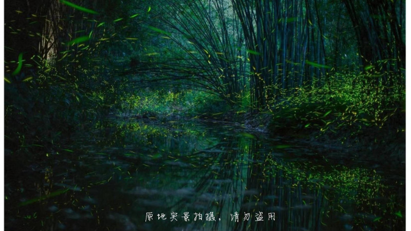 【萤火秘境|治愈之旅】人间小精灵，青神萤火虫秘境漫山流萤，有梦可期