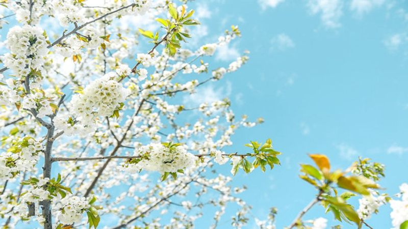 【车厘子花|萝卜寨】云端羌寨樱桃花雨，不负春光不负卿