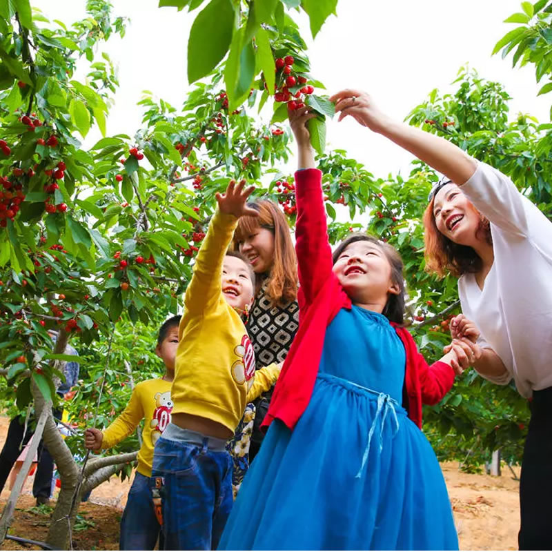 【采摘|简阳樱桃】漫步简阳樱桃沟，品新鲜美味樱桃，畅享徒步之旅