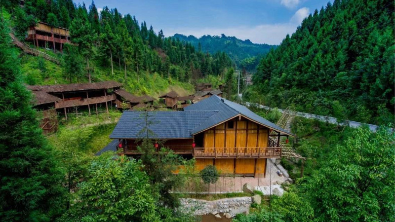 【挖野菜|南宝山】走进湿润的柳杉林，挖掘新鲜的折耳根