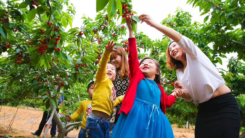 【采摘|简阳樱桃】漫步简阳樱桃沟，品新鲜美味樱桃，畅享徒步之旅