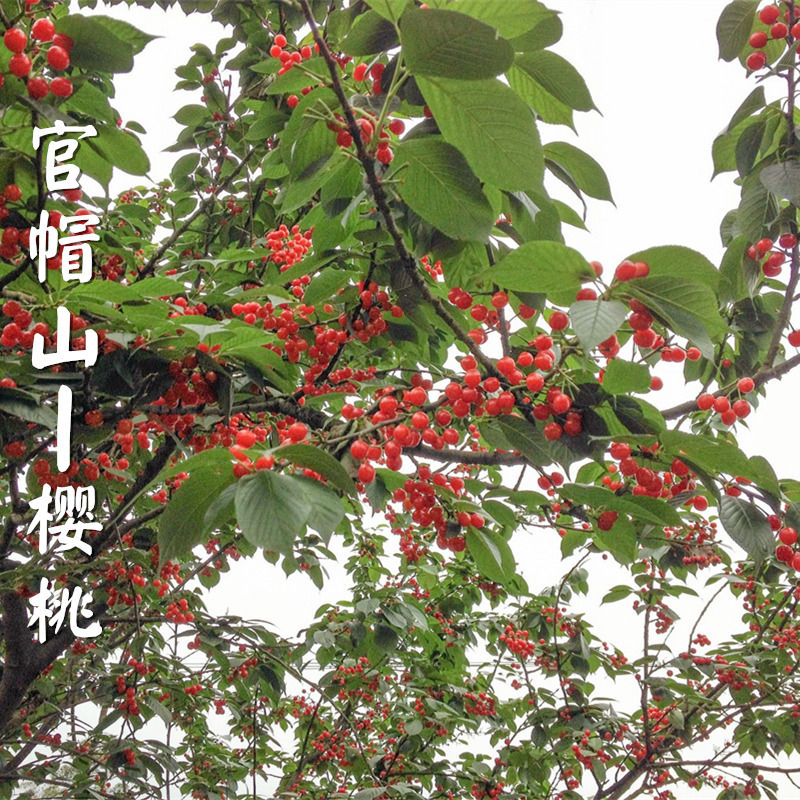【吃樱桃|官帽山】走进蒲江樱桃之乡，看满山樱桃红遍，品美味柴火鸡